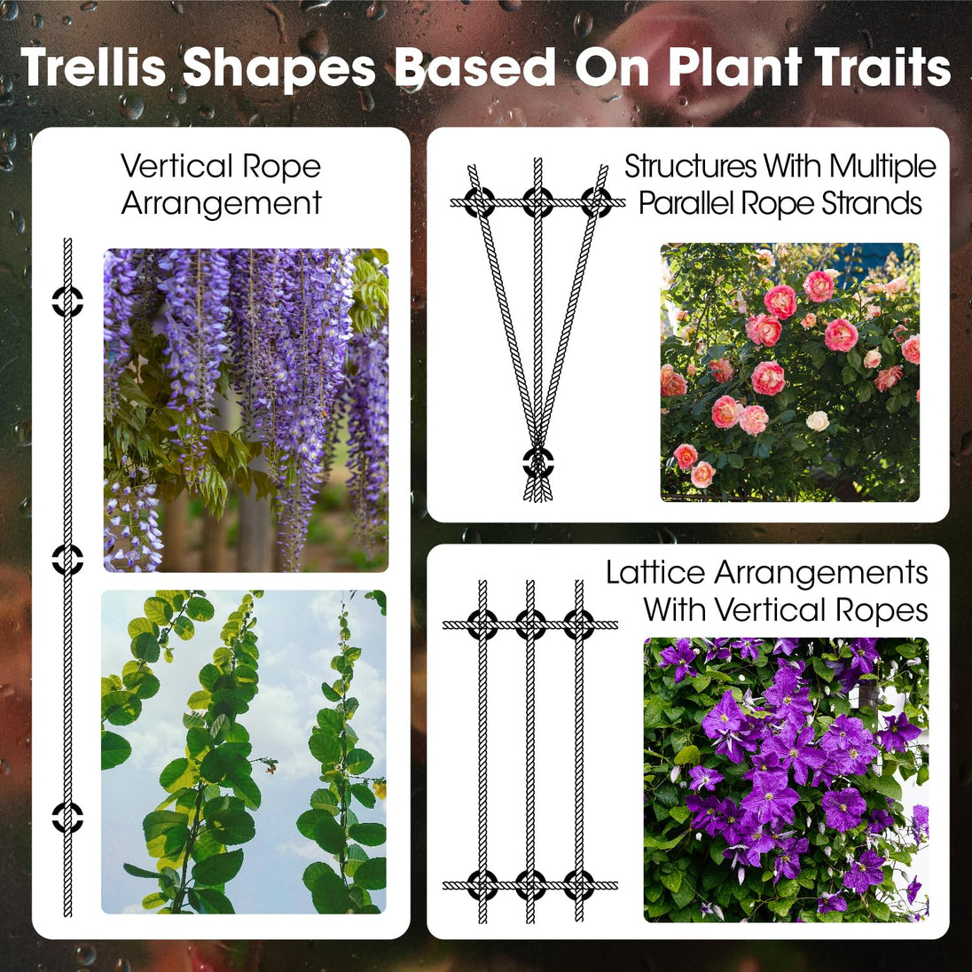 Different wire trellis shape designs based on climbing plant traits like vertical and lattice arrangements